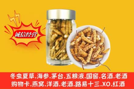 三亚市吉阳回收散虫草